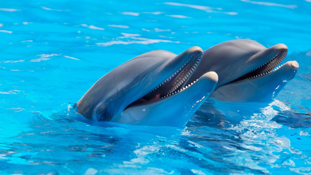 Tenerife con niños - delfines y ballenas