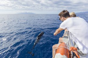 Avistamiento de Cetaceos en Tenerife