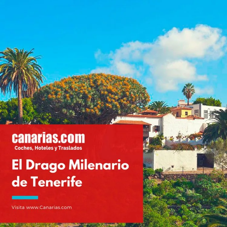 Drago Milenario de Tenerife: precios, horarios y visita