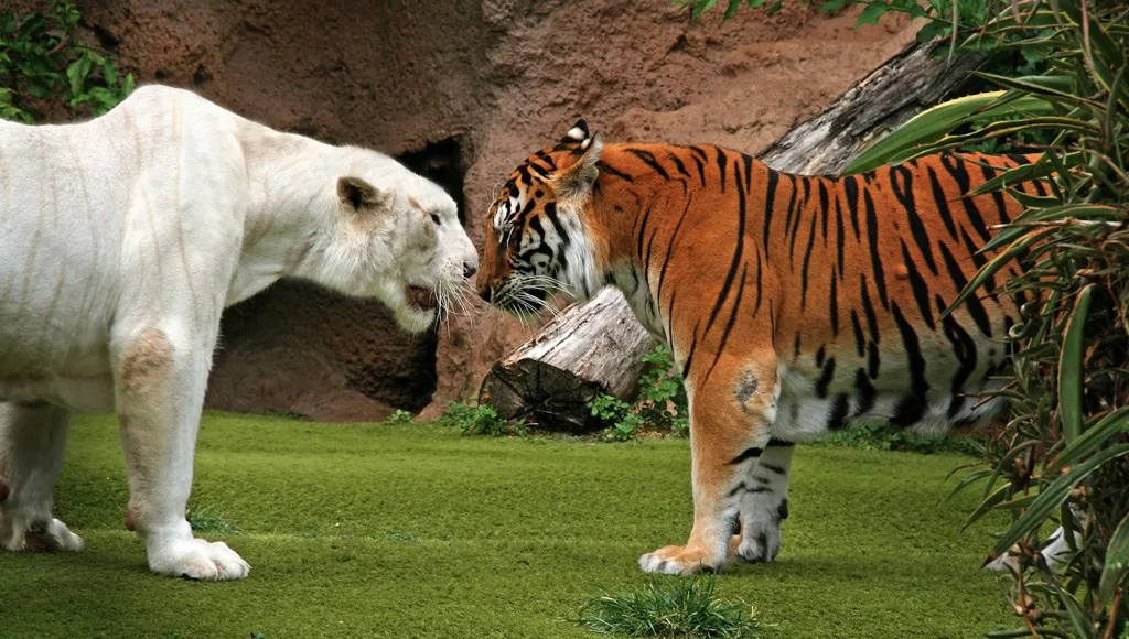 Loro Parque en Puerto de la Cruz, Tenerife