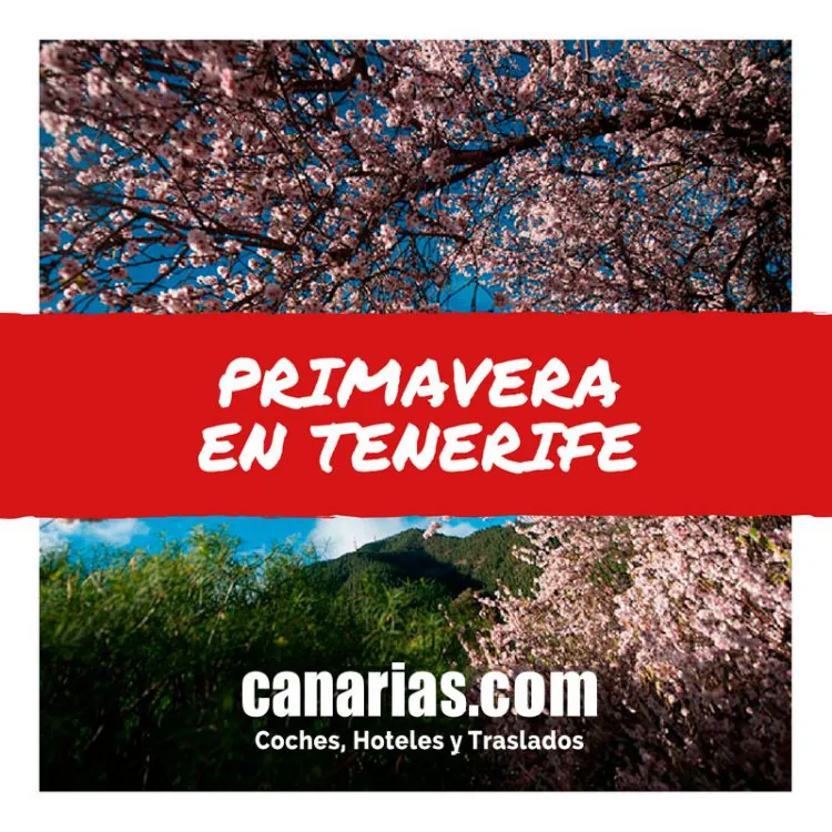 Primavera en Tenerife: flores, rutas y planes con buen clima