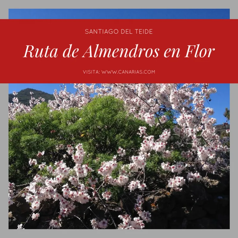 Almendros en flor en Santiago del Teide: ruta y consejos