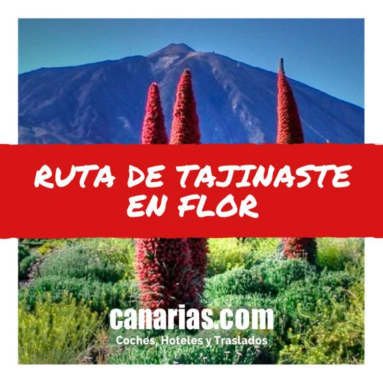 Tajinaste en flor en Tenerife: cuándo verlo y ruta